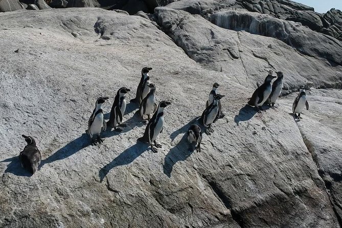 Penguins Watching Navigation Cachagua Island& Lunch From SANTIAGO - Important Considerations