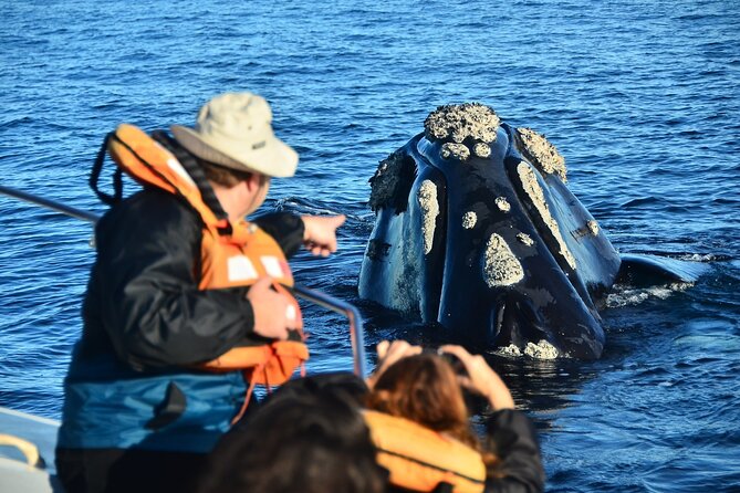 Peninsula Valdes Tour With Optional Whale Watching - Wildlife Sightings