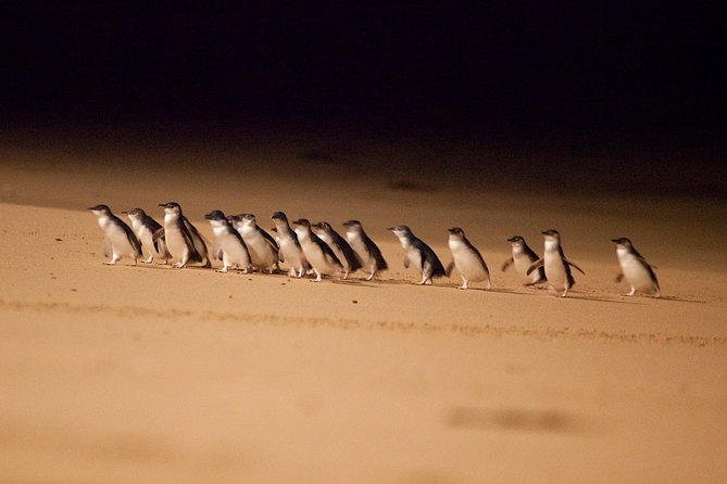 Phillip Island Penguin Parade Express Tour From Melbourne - Itinerary and Schedule