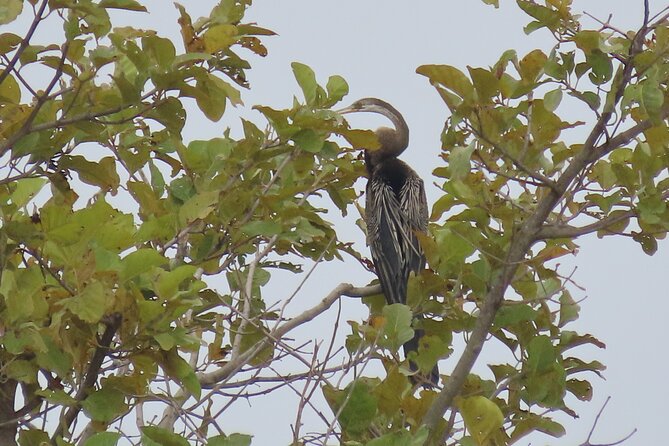 Phnom Penh Birding Experience and Brunch - Meeting Point and Pickup