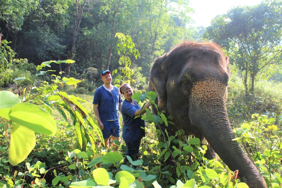 Phuket: Unique Dawn Ethical Elephant Sanctuary Experience - Elephant Care and Welfare