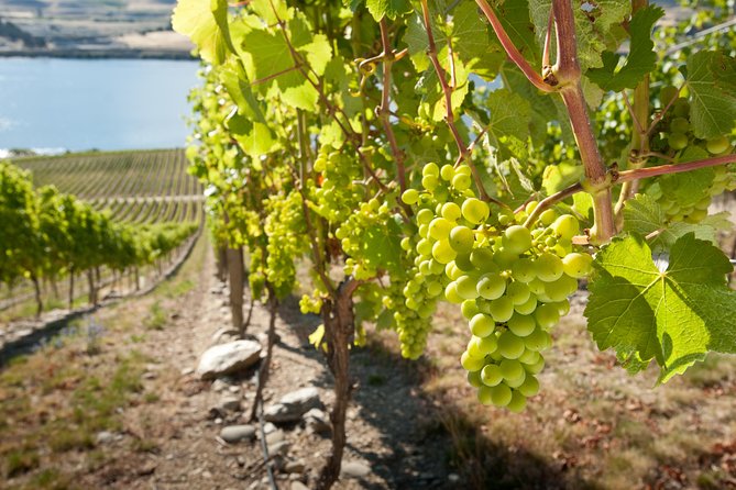 Picton CRUISE SHIP Shore Excursion Marlborough Wine Tour - Pricing and Inclusions