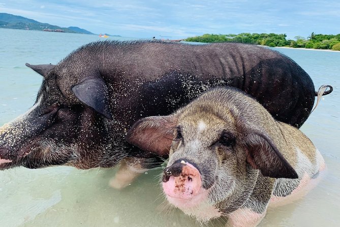 Pig Island Snorkeling & Sightseeing Tour By Speedboat From Koh Samui - Pickup and Transfer Details