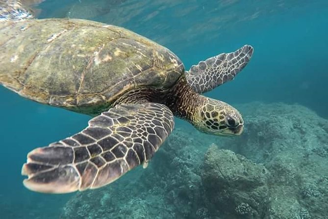 Pigeon Island Snorkeling Trip - Tour Inclusions and Exclusions