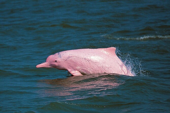 Pink Dolphin Spotting & Snorkelling Day Tour At Pigs Island - Wildlife Spotting Experience