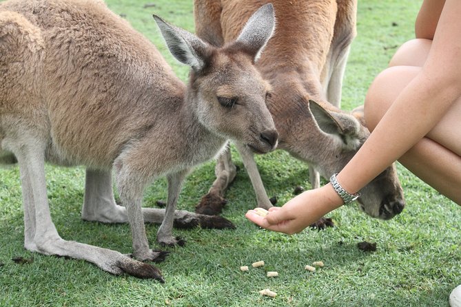 Pinnacles Desert, Koalas and Sandboarding 4WD Day Tour From Perth - Caversham Wildlife Park Experience
