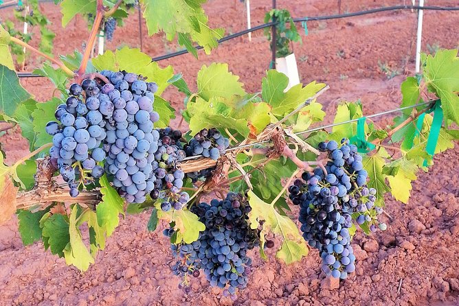 PistachioLand Farm Tour - Experience Accessibility Information