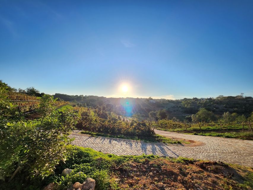 Porches: Algarve Vineyard Tour and Wine Tasting Experience - Wine Tasting Experience