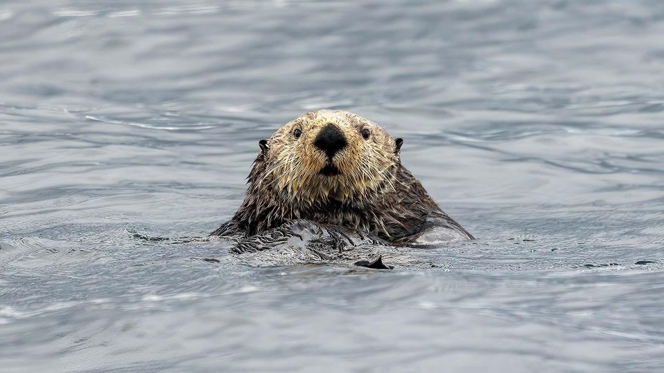 Port Hardy: Sea Otter and Whale Watching - Wildlife Sightings