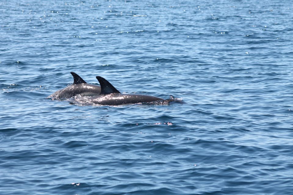 Portimão: 2-Hour Dolphin Watching Boat Tour - Inclusions