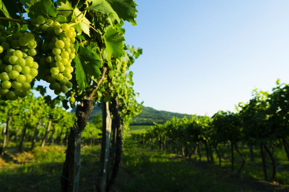 Portugal: Bairrada Private Tour - Sparkling Wine Tasting