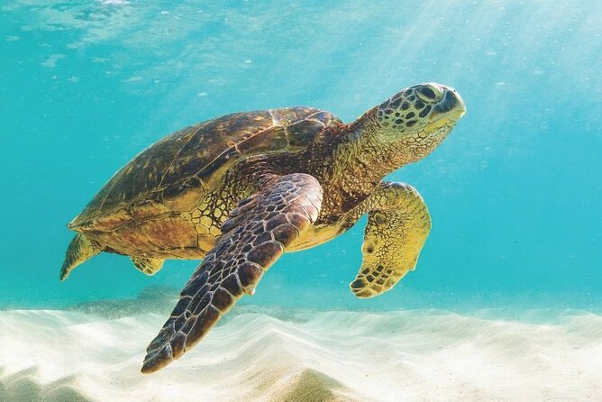 Powerboat and Snorkel Experience With Swimming Pigs and Turtles - Meeting and Pickup Details