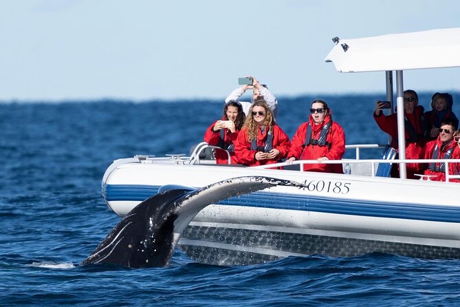 Premier Whale Watching Byron Bay - Whale Watching Highlights