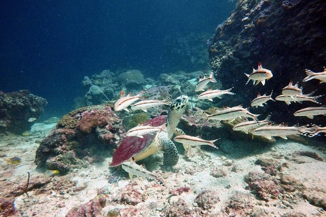 Premium Guided Scuba Diving Day Trip for Certified Divers - Scuba Diving Equipment Provided