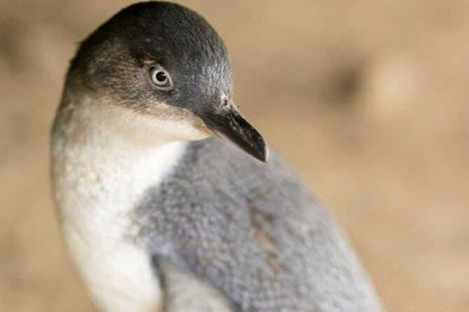 Premium Phillip Island Penguin Parade Tour With Koala Conservation Reserve - Wildlife Encounters and Experiences