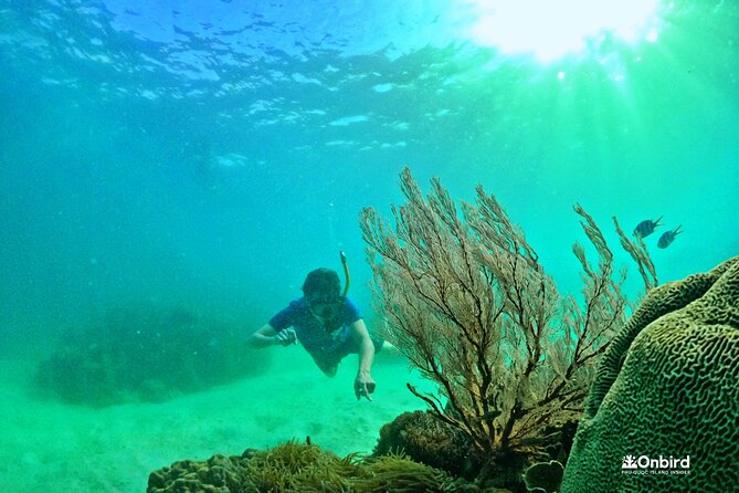 PREMIUM SNORKELING to Explore the Coral Jungle (MAX 8-9 PAX) - Included Activities and Inclusions