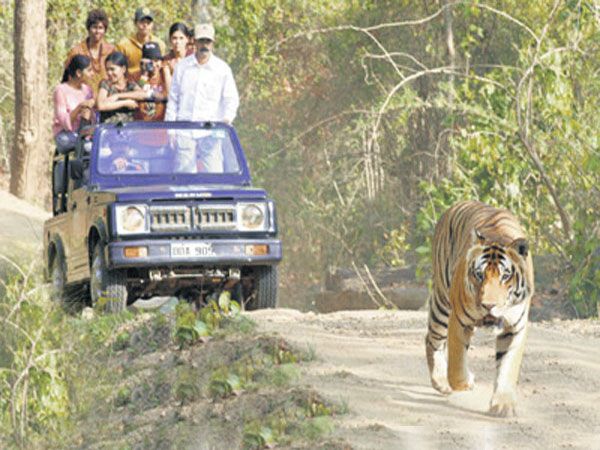 Private Bannerghatta National Park Day Excursion - Wildlife Experience