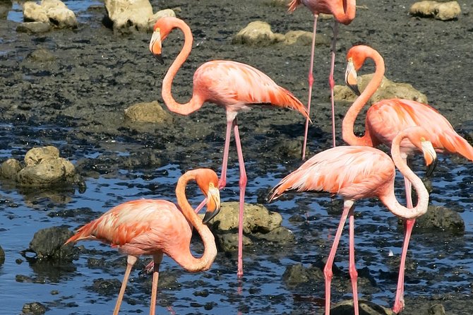 Private Customized South Island Tour and Snorkel Combo - Pickup Locations and Instructions
