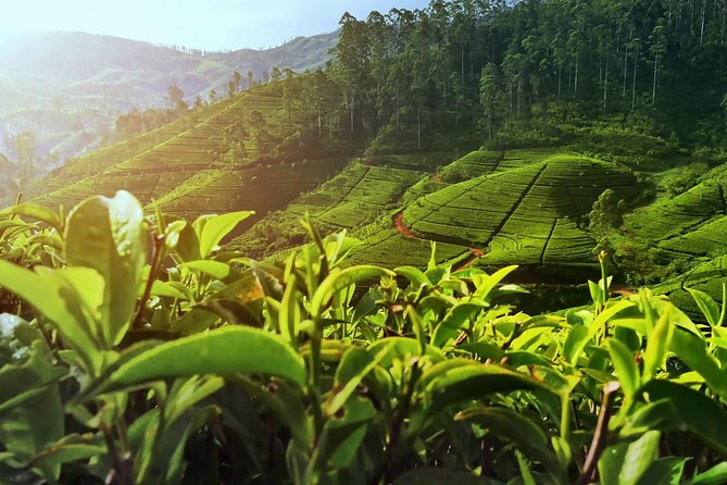 Private Day Trip: Horton Plains and Pedro Tea Factory From Nuwara Eliya - Itinerary and Activities