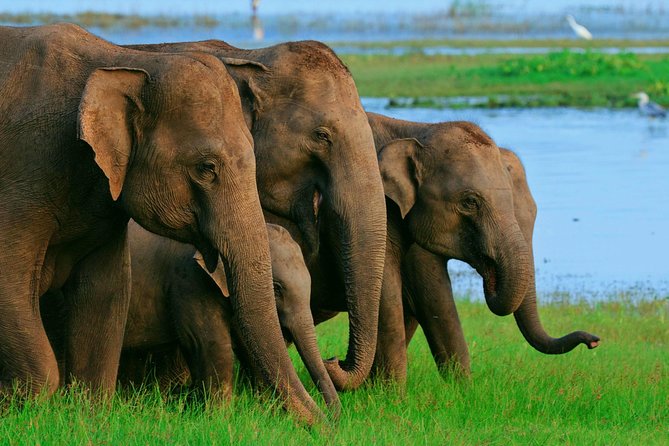 Private Day Trip to Sigiriya, Cave and National Park Safari Tour - Pickup Details