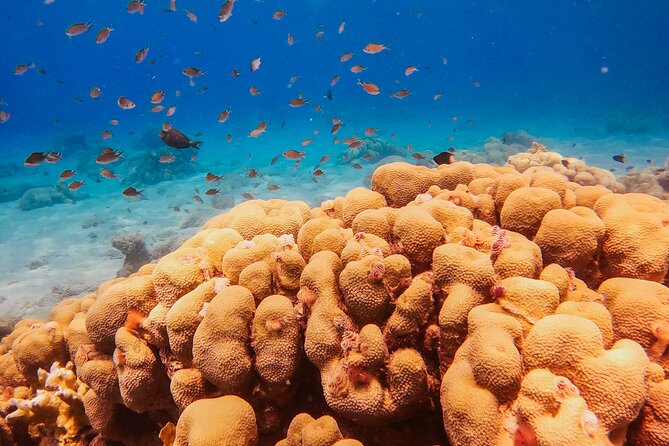 Private Discover Scuba Dive Experience in Curaçao - Ideal Participants