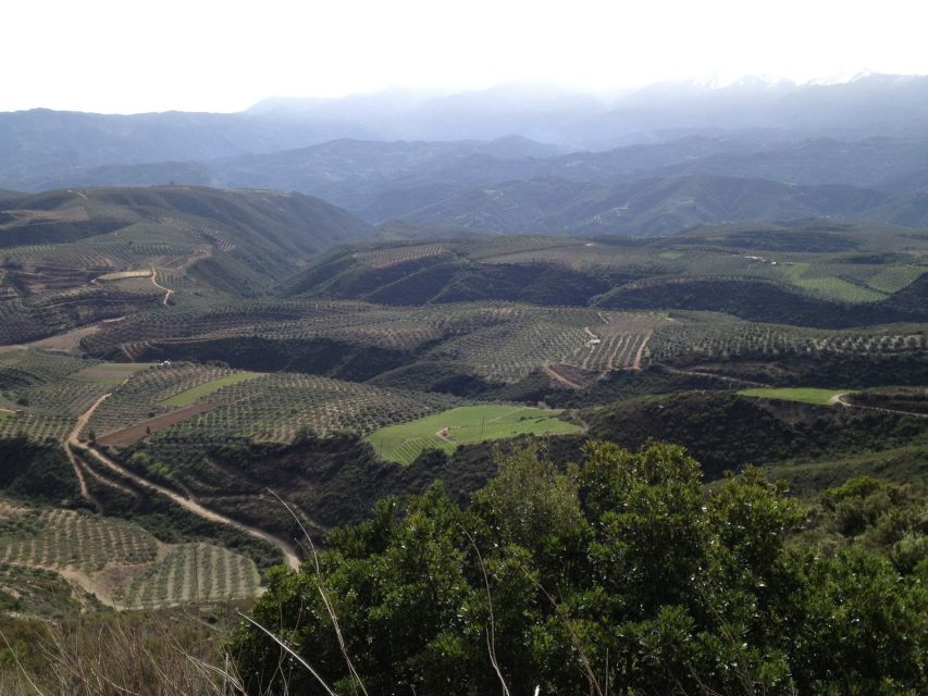 Private Exclusive Manousakis Winery and Vineyard Tour - Scenic Itinerary Highlights
