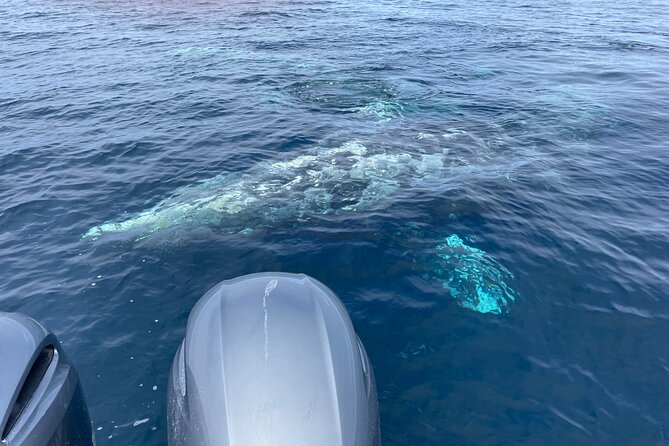 Private Family Whale & Dolphin Adventure in San Diego - Meeting and Pickup Locations