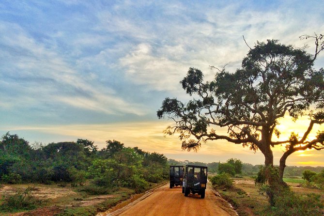 Private Full Day Leopard Safari With Picnic Lunch at Yala National Park - Full-Day Safari Experience