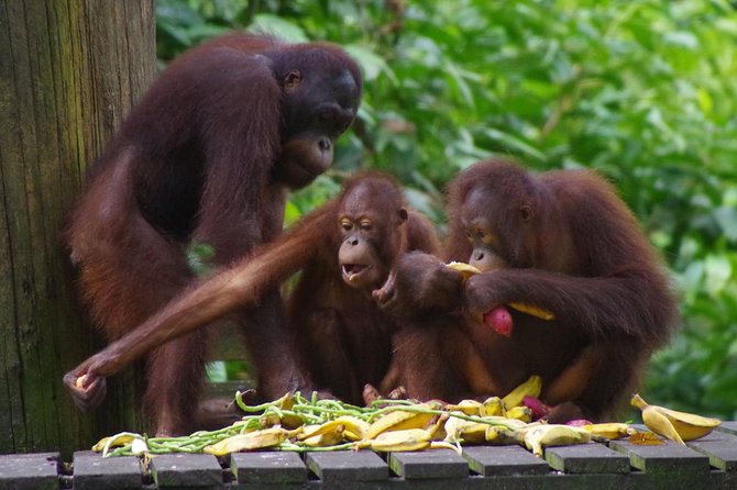 Private Full Day Sepilok Orang Utan, Bornean Sun Bear and Rainforest Discovery Center Tour - Booking Confirmation