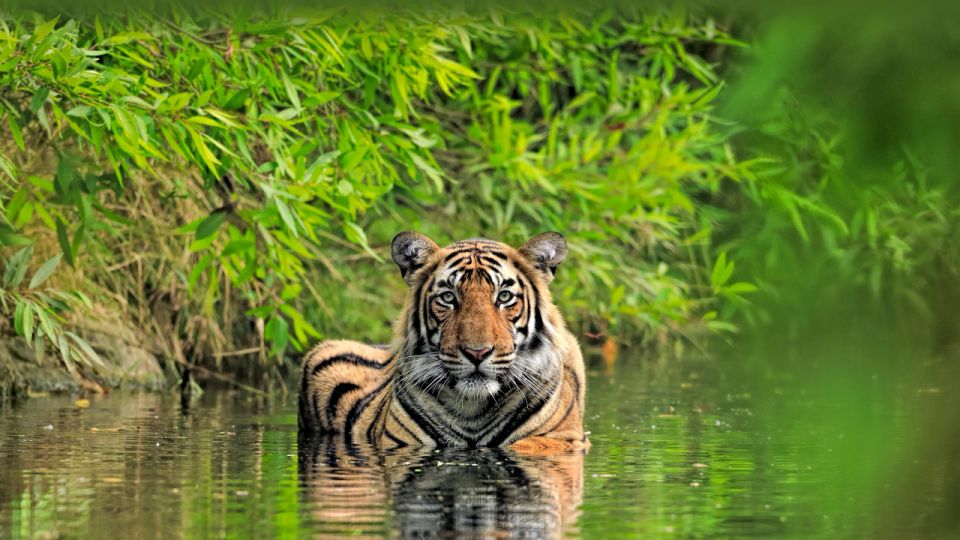 Private Guided Ranthambore National Park Tour From Jaipur - Itinerary Details