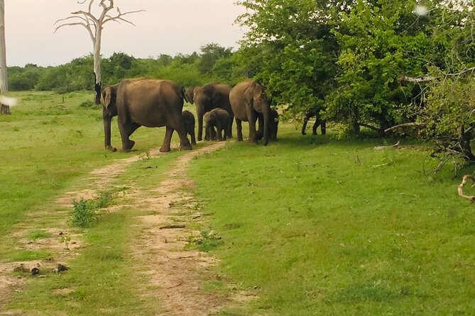 Private Half Day Safari Jeep Tour in Udawalawa National Park - Inclusions and Amenities