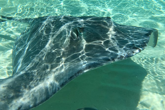 Private Half Day Stingray City, Snorkeling and Starfish Beach Tour - Booking and Availability