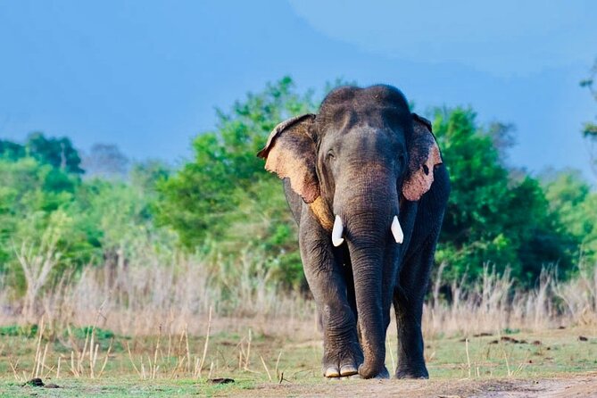 Private Jeep Safari to One of a Best National Park - Featured National Parks