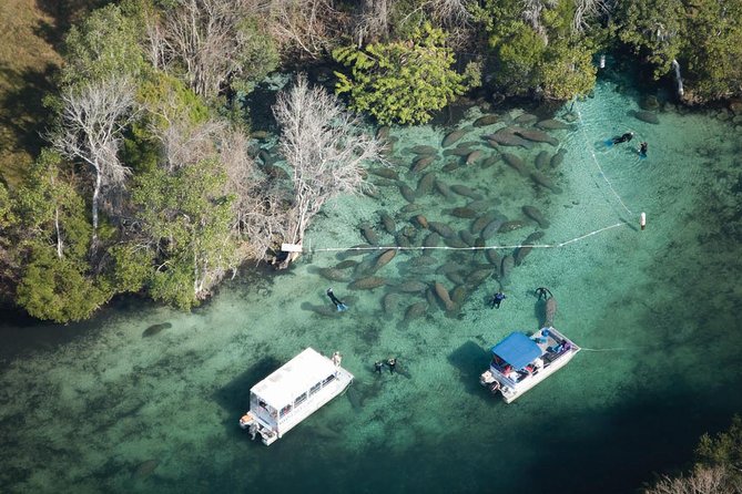 Private Manatee Swim for up to 6 With In-Water Divemaster/Photographer - Included Equipment and Services