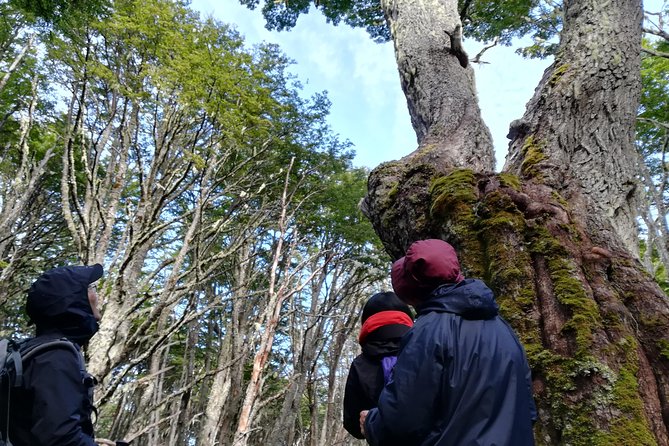 Private Patagonian Forest Hike in Punta Arenas: 4 Hour - Meeting and Pickup Information