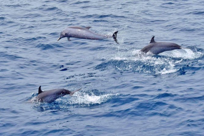 Private Premium Whale and Dolphin Safari St Lucia - Onboard Amenities