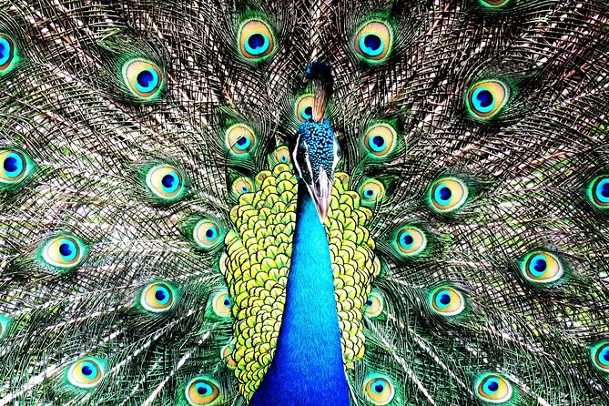 Private Safari in Yala National Park Morning or Evening - Inclusions for Your Safari
