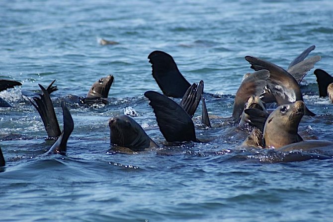 Private Sailing Tour of Bodega Bay - Accessibility Information