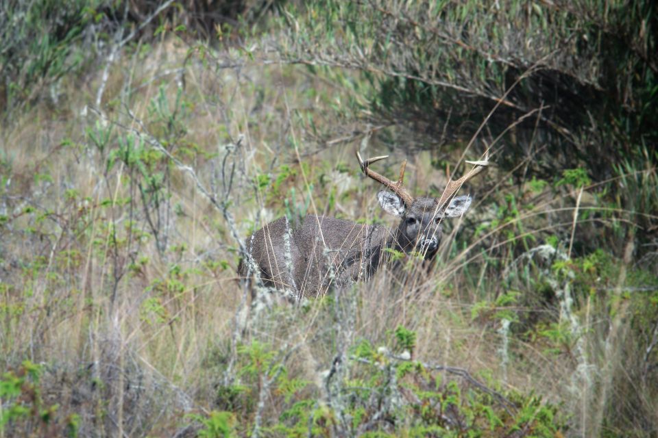 Private Sight Tour Chingaza Paramo From Bogota, Andean Bear - Private Tour Benefits