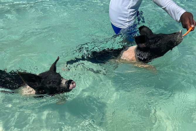 Private Swimming Pigs, Sea Scooter, Turtles And Peacock Island - Meeting and Pickup Locations