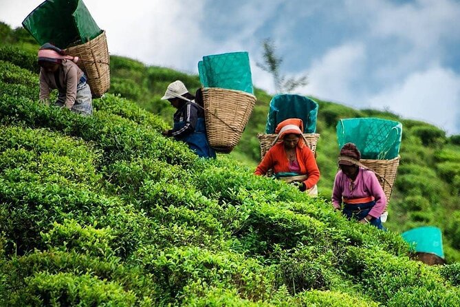 Private Tea Tour and Tea Factory - Tea Plucking Demonstration