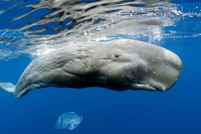 Private Waitukubuli Dolphin & Whale Watching - Inclusions for Participants