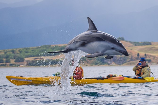 Private Wildlife Kayaking Tour - Kaikoura - Meeting Location