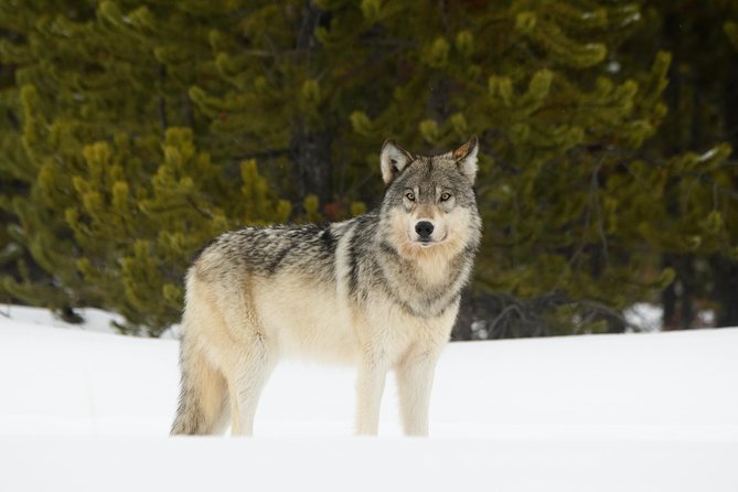 Private Yellowstone Wildlife Sightseeing Tour - Wildlife Spotlight