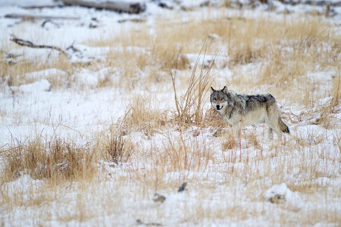 Private Yellowstone Wolf Watching & Wildlife Safari + Lunch - Wildlife Viewing Locations