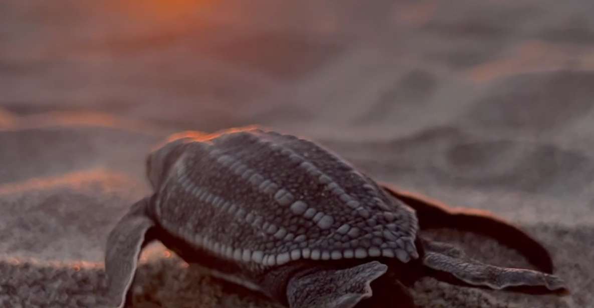 Puerto Escondido: Baby Sea Turtle Release - Highlights of the Tour