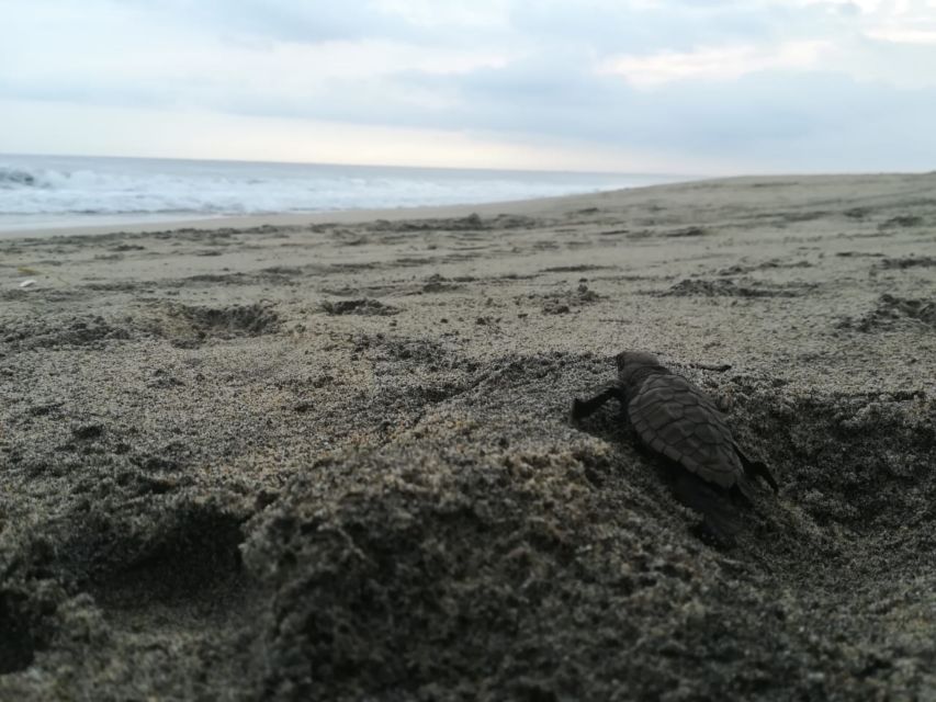 Puerto Escondido: Turtle Release and Bioluminescent Plankton - Panoramic Sunset Viewpoint