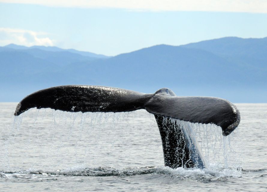 Puerto Vallarta: Humpback Whale Research Adventure Tour - Marine Life Viewing