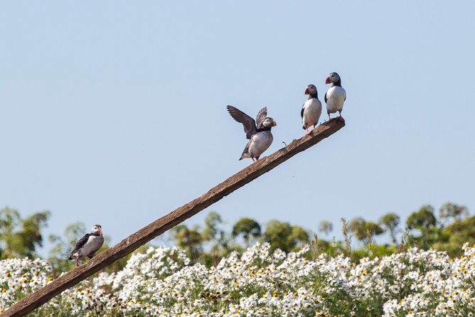 Puffin Cruise With Expert Tour Guide From Reykjavik - Puffins in Their Natural Habitat