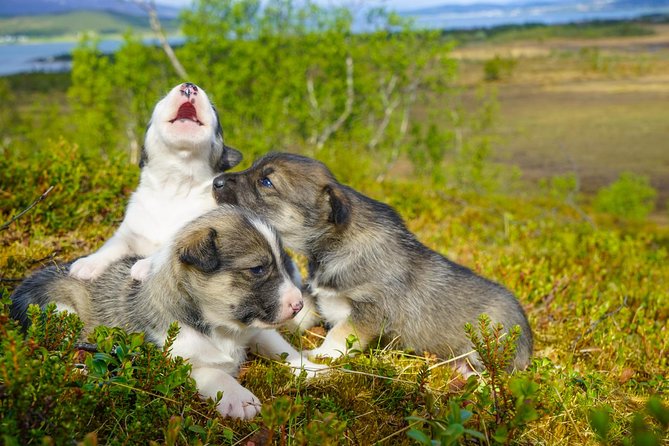 Puppy Training Experience at a Husky Farm in Tromso - Experience Highlights